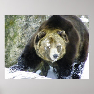 Grizzly Beer portret in sneeuw Poster