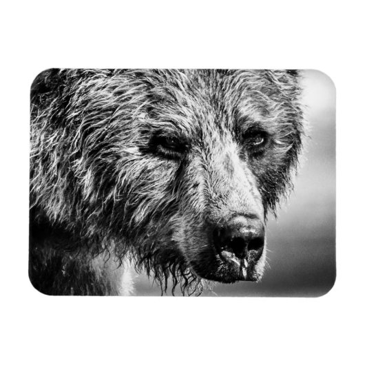 Grizzly beer portret magneet (Horizontaal)