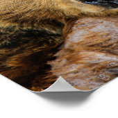 Grizzly Beer Poster (Hoek)