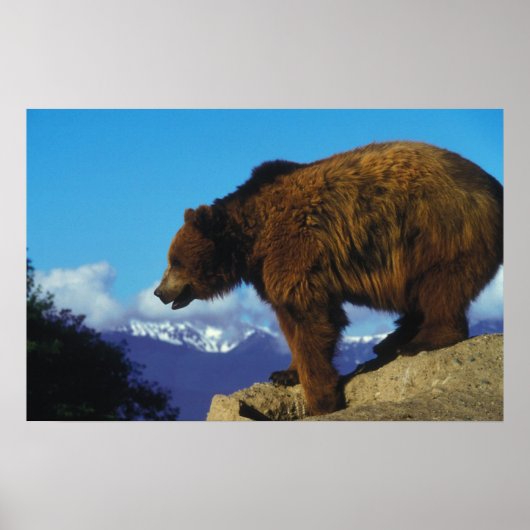 Grizzly Beer Poster (Voorkant)