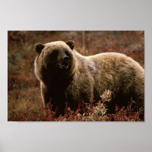 Grizzly Beer Poster (Voorkant)