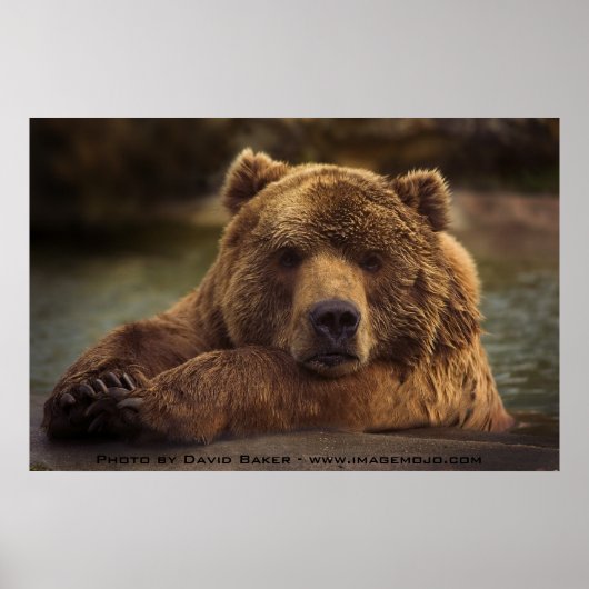 Grizzly Beer Poster (Voorkant)