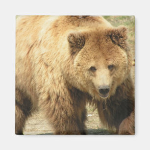 Grizzly Beer Square Magnet