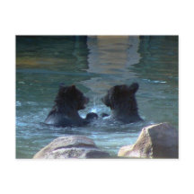 Grizzly Beer Swimming Party