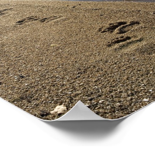 Grizzly beer tracks, Sithylemenkat Lake Poster (Hoek)