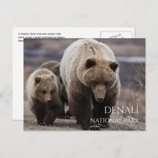 Grizzly Beer Zeug, Cubs, Denali National Park, AK Briefkaart (Voorkant / Achterkant)