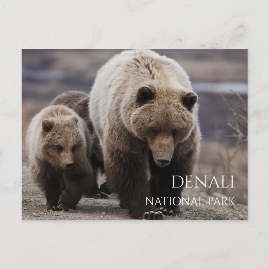 Grizzly Beer Zeug, Cubs, Denali National Park, AK Briefkaart (Voorkant)
