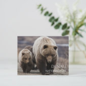 Grizzly Beer Zeug, Cubs, Denali National Park, AK Briefkaart (Staand voorkant)