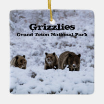 Grizzly Beren in het nationale park Snow Grand Tet