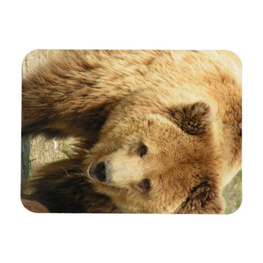 Grizzly Beren magneet (Horizontaal)