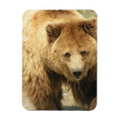 Grizzly Beren magneet (Verticaal)