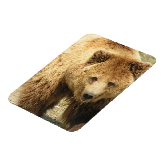 Grizzly Beren magneet (Linkerzijde)