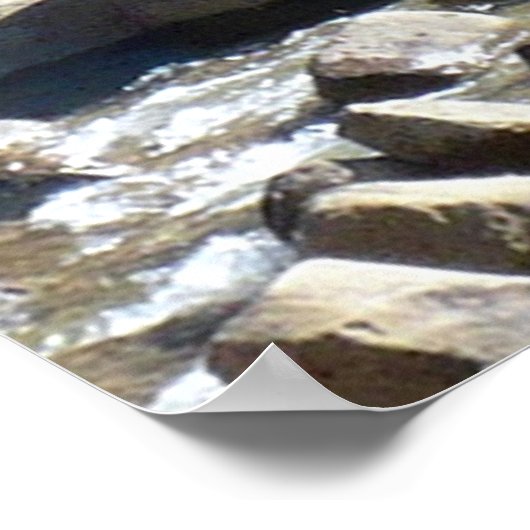 Grizzly Beren Poster (Hoek)