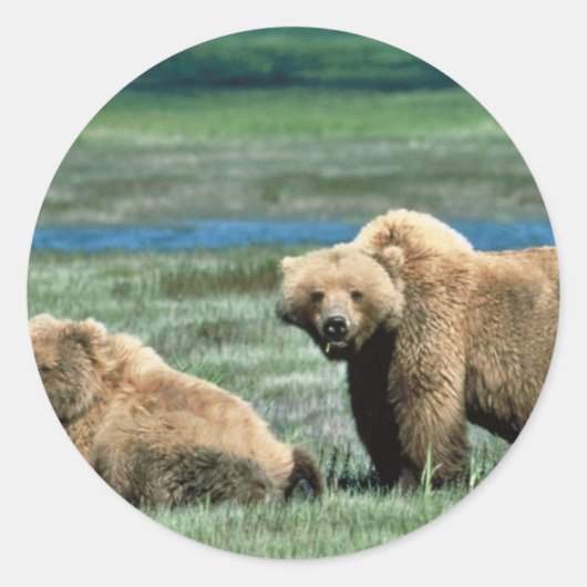 Grizzly Beren Ronde Sticker (Voorkant)