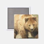 Grizzly Beren vierkante magneet (Voorkant / Achterkant)