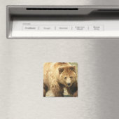 Grizzly Beren vierkante magneet (Insitu (Vaatwasser))