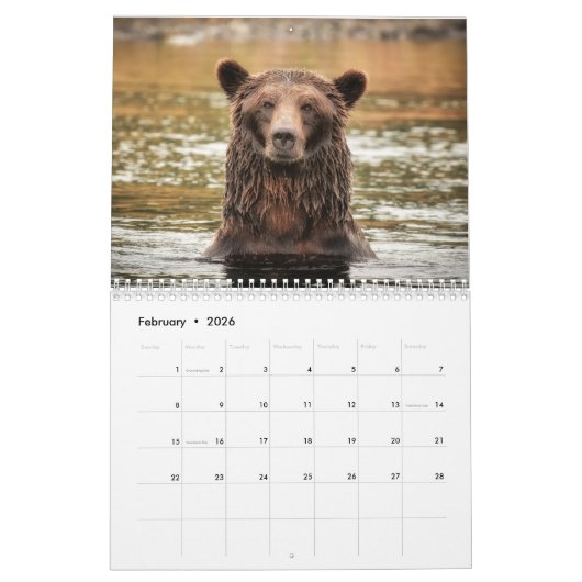 Grizzly Beren - Wandkalender 2019 Kalender (Feb 2026)