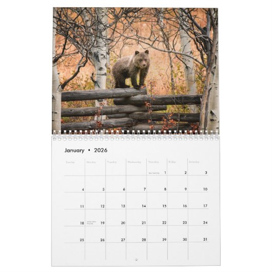 Grizzly Beren - Wandkalender 2019 Kalender (Jan 2026)