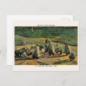 Grizzly beren, Yellow Stone National Park Cadeaus Briefkaart (Voorkant / Achterkant)