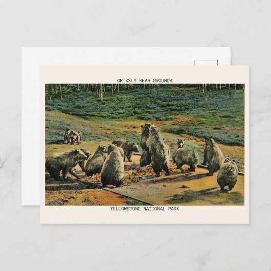 Grizzly beren, Yellow Stone National Park Cadeaus Briefkaart (Voorkant / Achterkant)