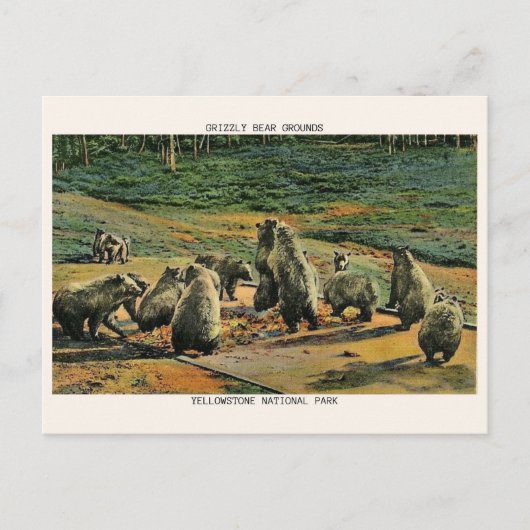 Grizzly beren, Yellow Stone National Park Cadeaus Briefkaart (Voorkant)