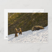 Grizzly Briefkaart (Voorkant / Achterkant)