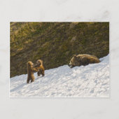 Grizzly Briefkaart (Voorkant)