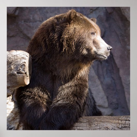 Grizzly Brown Beer, Natuur Wall Poster (Voorkant)