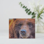Grizzly Brown Beer Wildlife Foto Briefkaart (Staand voorkant)