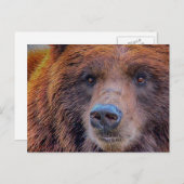 Grizzly Brown Beer Wildlife Foto Briefkaart (Voorkant / Achterkant)