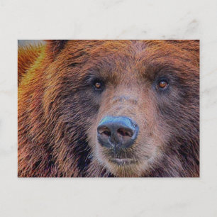 Grizzly Brown Beer Wildlife Foto Briefkaart