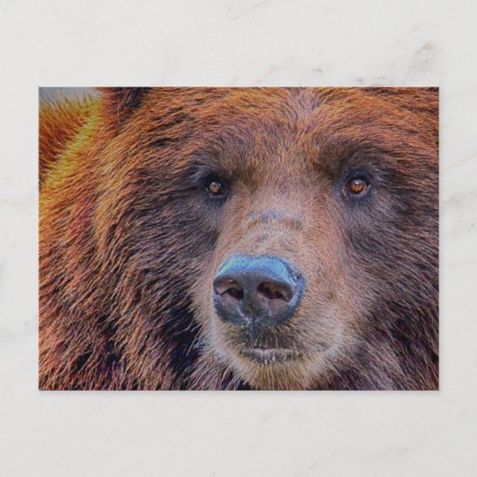 Grizzly Brown Beer Wildlife Foto Briefkaart (Voorkant)
