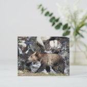 Grizzly Cub Briefkaart (Staand voorkant)