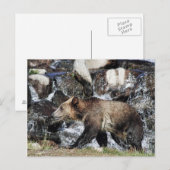 Grizzly Cub Briefkaart (Voorkant / Achterkant)