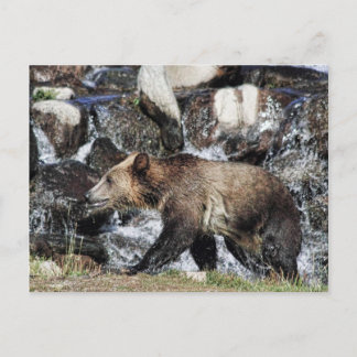 Grizzly Cub Briefkaart