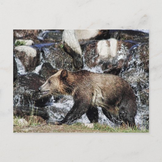 Grizzly Cub Briefkaart (Voorkant)