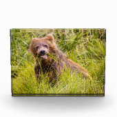 Grizzly cub grazing, Alaska Fotoblokken (Voorkant)
