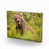 Grizzly cub grazing, Alaska Fotoblokken (Rechts)