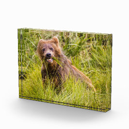 Grizzly cub grazing, Alaska Fotoblokken