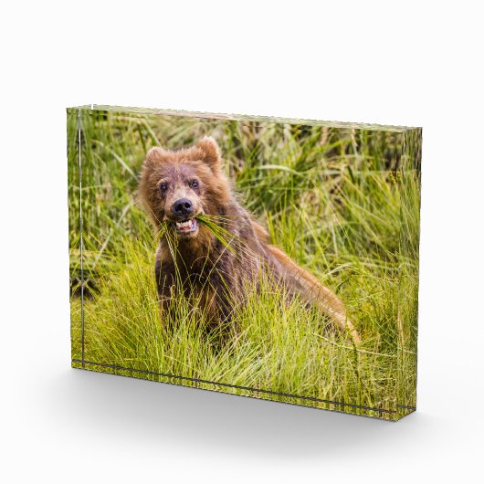 Grizzly cub grazing, Alaska Fotoblokken (Rechts)