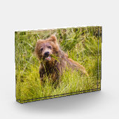 Grizzly cub grazing, Alaska Fotoblokken (Links)