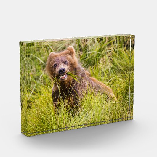 Grizzly cub grazing, Alaska Fotoblokken (Links)