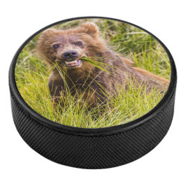 Grizzly cub grazing, Alaska Hockey Puck