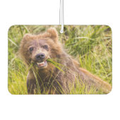 Grizzly cub grazing, Alaska Luchtverfrisser (Voorkant)