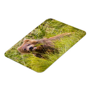 Grizzly cub grazing, Alaska Magneet