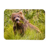 Grizzly cub grazing, Alaska Magneet (Horizontaal)