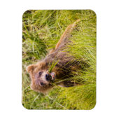 Grizzly cub grazing, Alaska Magneet (Verticaal)