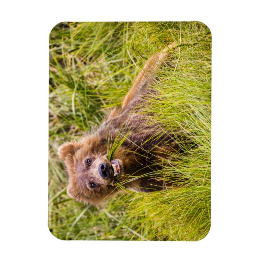 Grizzly cub grazing, Alaska Magneet (Verticaal)
