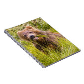 Grizzly cub grazing, Alaska Notitieboek (Rechterzijde)