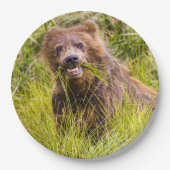 Grizzly cub grazing, Alaska Papieren Bordje (Voorkant)